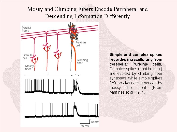 Mossy and Climbing Fibers Encode Peripheral and Descending Information Differently Simple and complex spikes