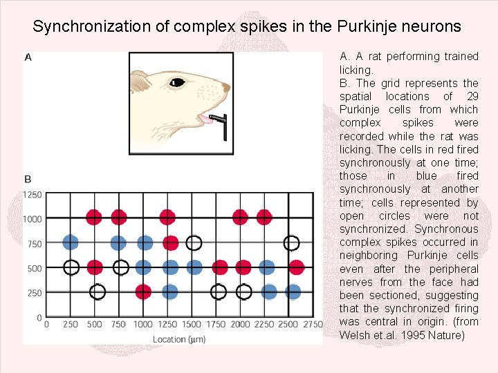 Synchronization of complex spikes in the Purkinje neurons A. A rat performing trained licking.