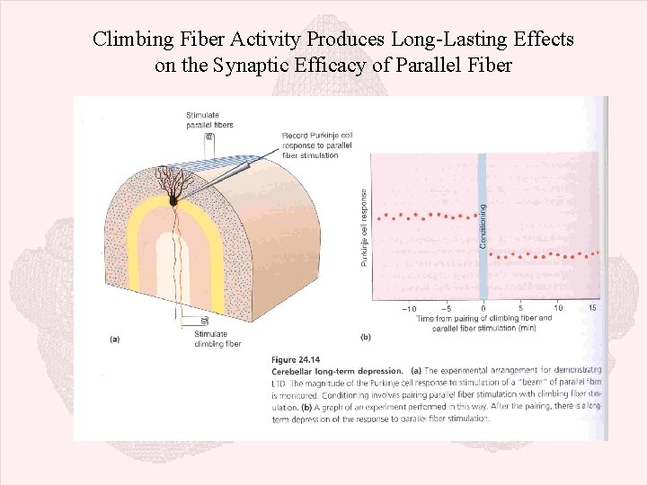 Climbing Fiber Activity Produces Long-Lasting Effects on the Synaptic Efficacy of Parallel Fiber 
