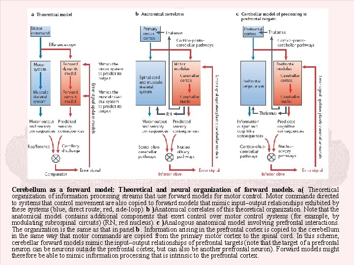 Cerebellum as a forward model: Theoretical and neural organization of forward models. a( Theoretical