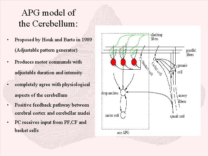 APG model of the Cerebellum: • Proposed by Houk and Barto in 1989 (Adjustable