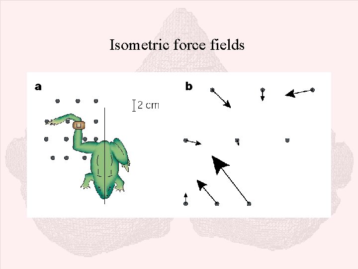 Isometric force fields 