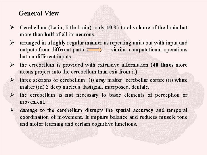 General View Ø Cerebellum (Latin, little brain): only 10 % total volume of the
