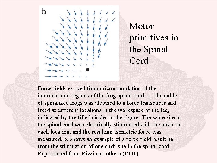 Motor primitives in the Spinal Cord Force fields evoked from microstimulation of the interneuronal