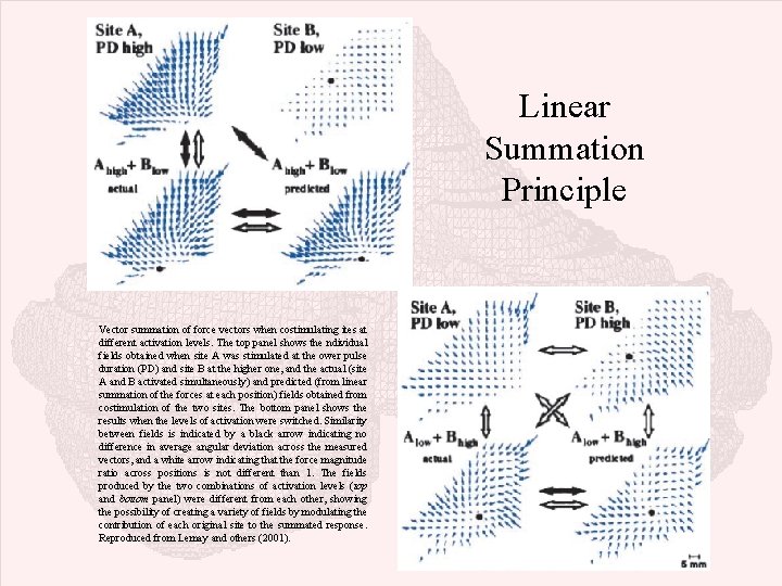 Linear Summation Principle Vector summation of force vectors when costimulating ites at different activation