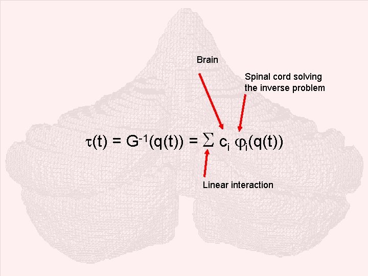 Brain Spinal cord solving the inverse problem (t) = G-1(q(t)) = S ci i(q(t))