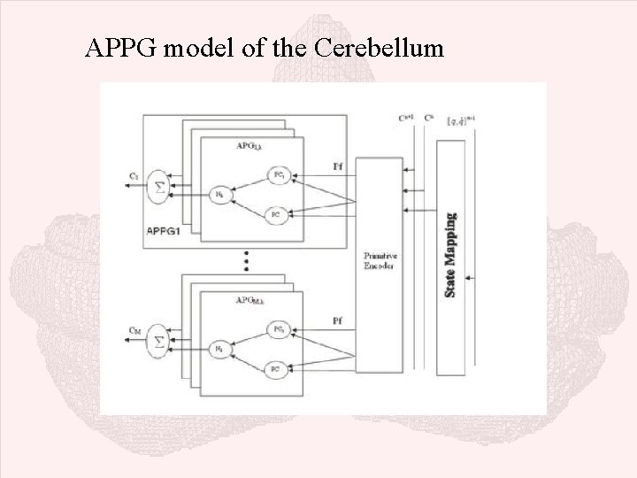 APPG model of the Cerebellum 
