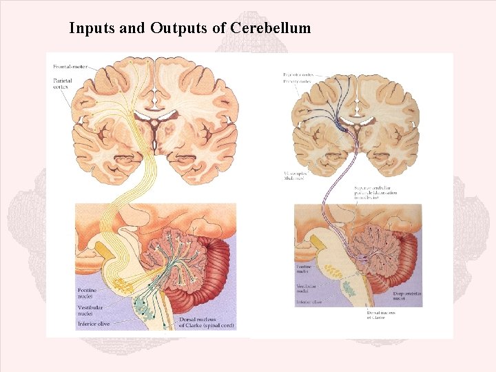 Inputs and Outputs of Cerebellum 