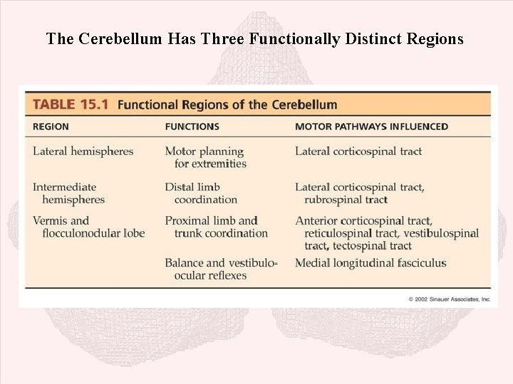 The Cerebellum Has Three Functionally Distinct Regions 
