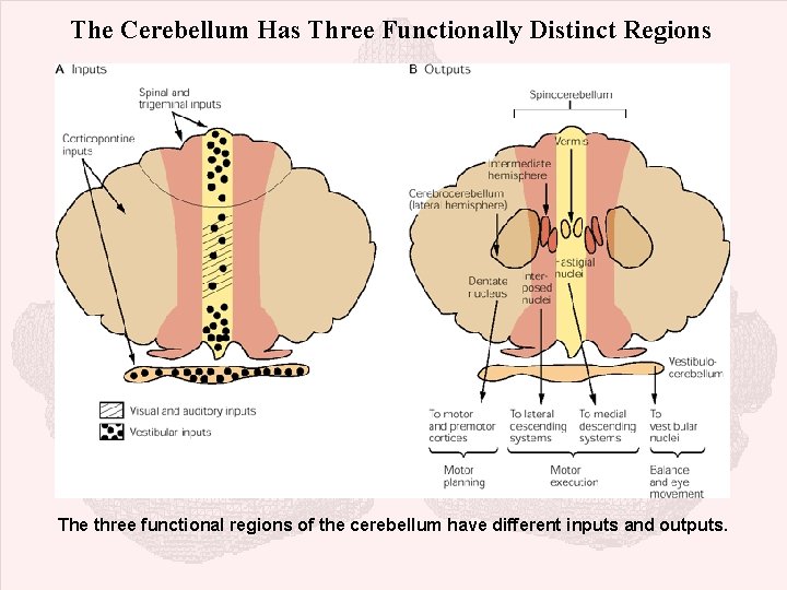 The Cerebellum Has Three Functionally Distinct Regions The three functional regions of the cerebellum