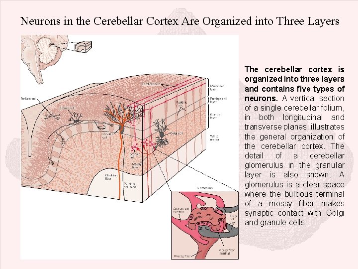 Neurons in the Cerebellar Cortex Are Organized into Three Layers The cerebellar cortex is