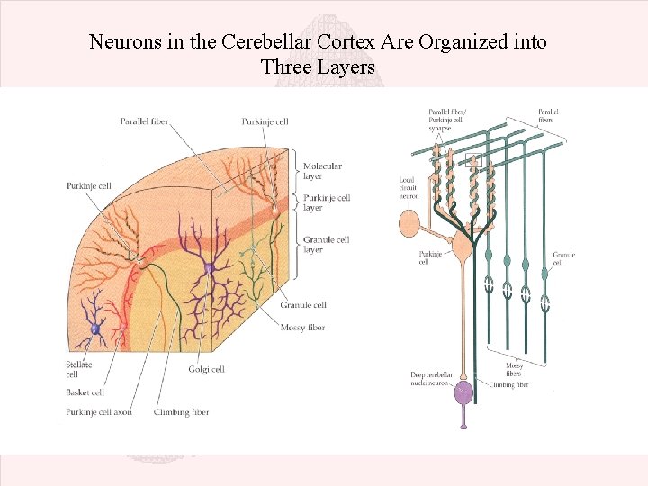 Neurons in the Cerebellar Cortex Are Organized into Three Layers 