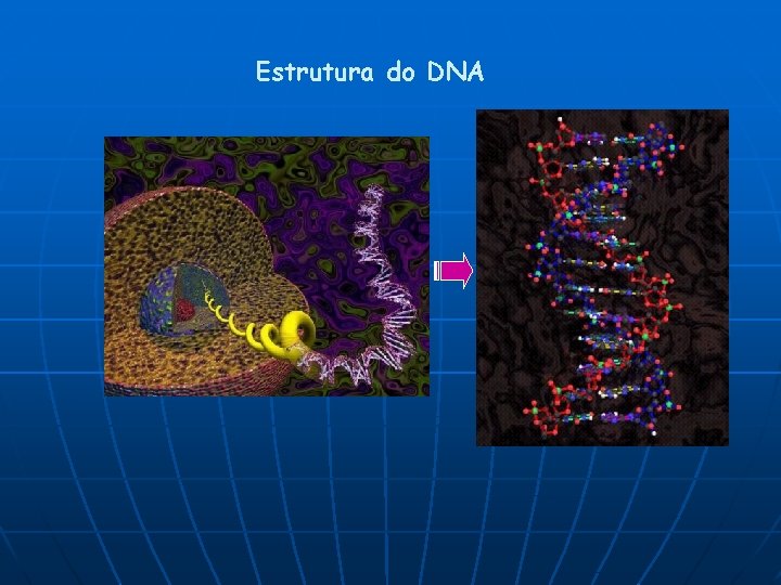 Estrutura do DNA 