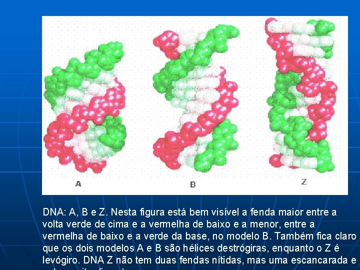 DNA: A, B e Z. Nesta figura está bem visível a fenda maior entre
