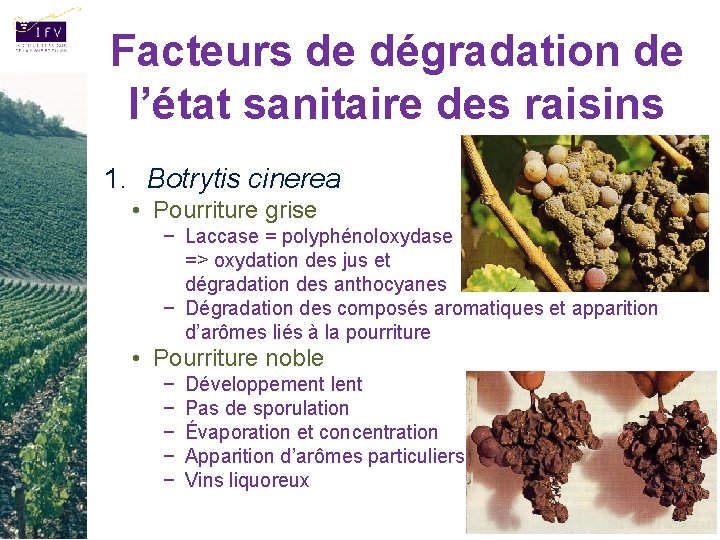 Facteurs de dégradation de l’état sanitaire des raisins 1. Botrytis cinerea • Pourriture grise