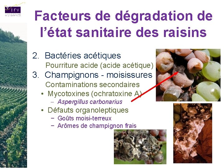 Facteurs de dégradation de l’état sanitaire des raisins 2. Bactéries acétiques Pourriture acide (acide