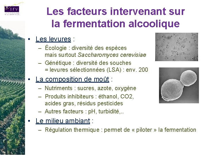 Les facteurs intervenant sur la fermentation alcoolique • Les levures : – Écologie :