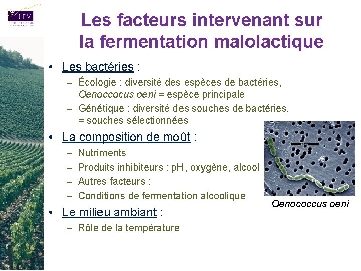 Les facteurs intervenant sur la fermentation malolactique • Les bactéries : – Écologie :