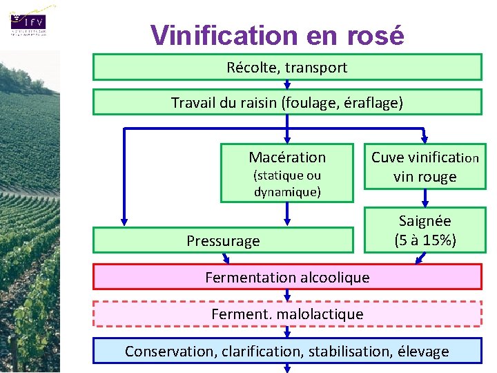Vinification en rosé Récolte, transport Travail du raisin (foulage, éraflage) Macération (statique ou dynamique)