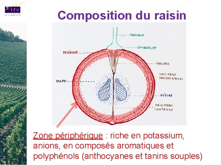 Composition du raisin Zone périphérique : riche en potassium, anions, en composés aromatiques et