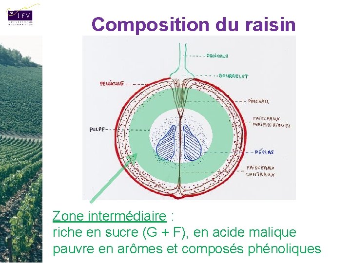 Composition du raisin Zone intermédiaire : riche en sucre (G + F), en acide