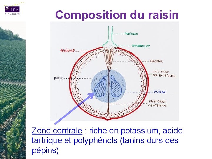 Composition du raisin Zone centrale : riche en potassium, acide tartrique et polyphénols (tanins