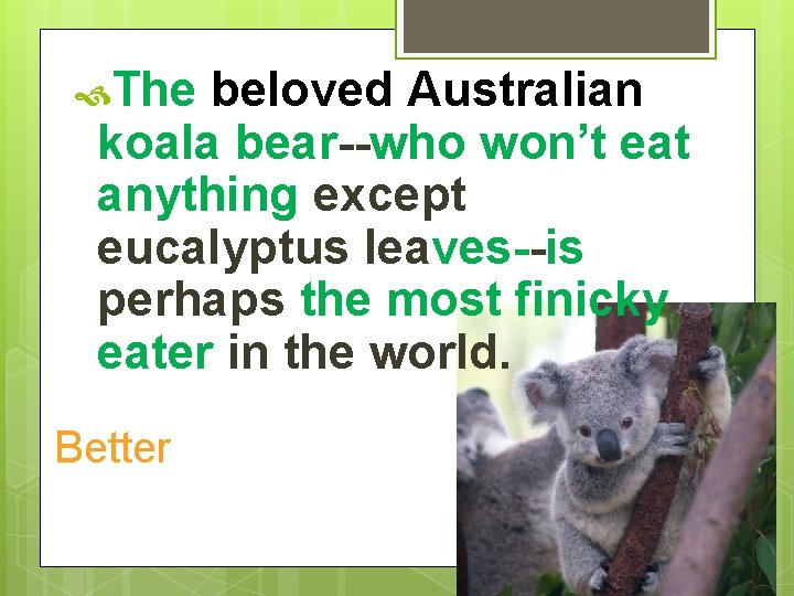  The beloved Australian koala bear--who won’t eat anything except eucalyptus leaves--is perhaps the