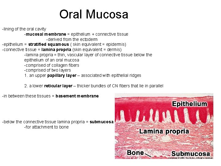 Oral Mucosa -lining of the oral cavity -mucosal membrane = epithelium + connective tissue