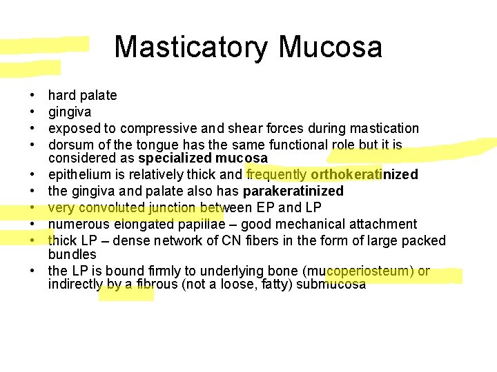 Masticatory Mucosa • • • hard palate gingiva exposed to compressive and shear forces