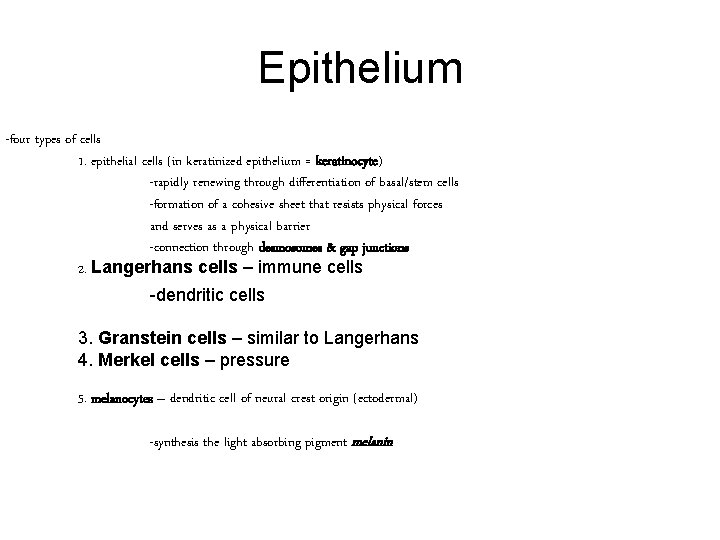 Epithelium -four types of cells 1. epithelial cells (in keratinized epithelium = keratinocyte) -rapidly