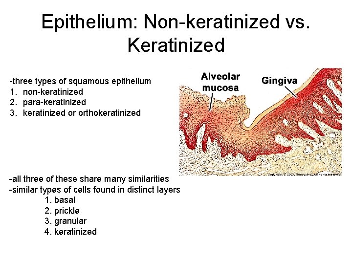 Epithelium: Non-keratinized vs. Keratinized -three types of squamous epithelium 1. non-keratinized 2. para-keratinized 3.