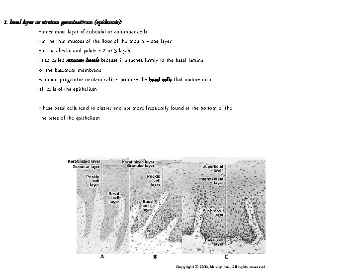 1. basal layer or stratum germinativum (epidermis): -inner most layer of cuboidal or columnar