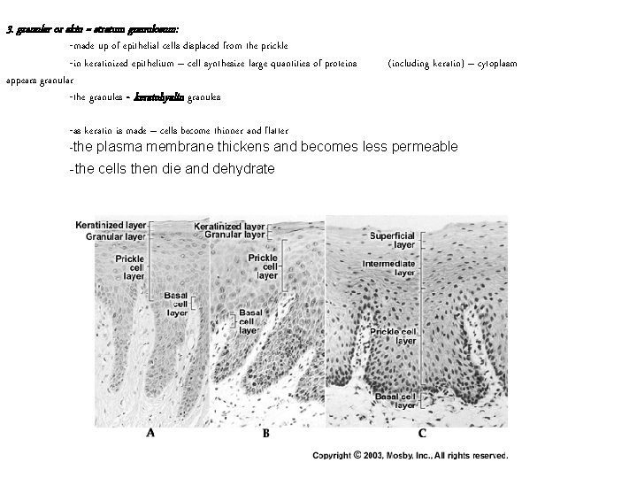 3. granular or skin = stratum granulosum: -made up of epithelial cells displaced from