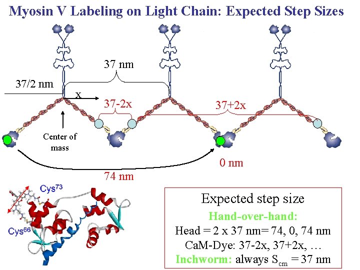 Myosin V Labeling on Light Chain: Expected Step Sizes 37 nm 37/2 nm x