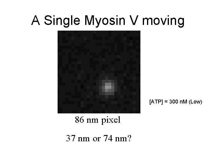 A Single Myosin V moving [ATP] = 300 n. M (Low) 86 nm pixel