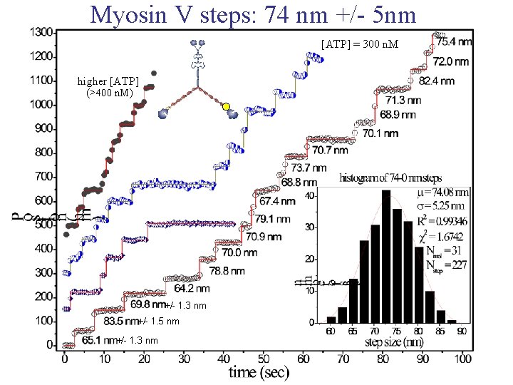 Myosin V steps: 74 nm +/- 5 nm [ATP] = 300 n. M higher