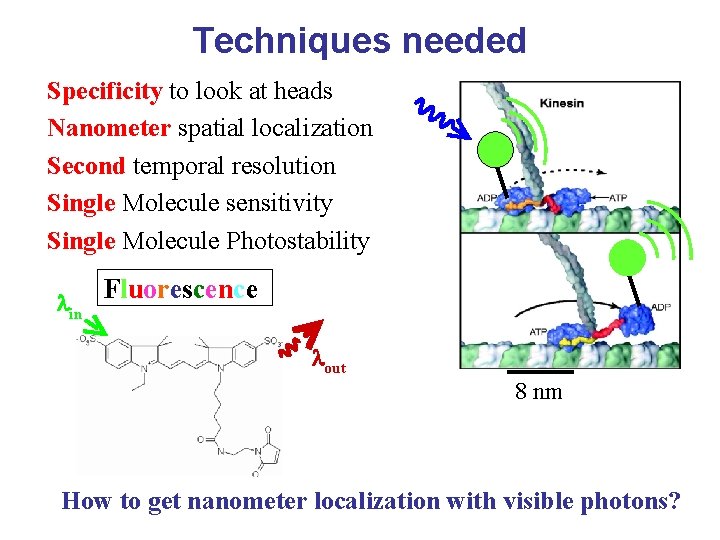 Techniques needed Specificity to look at heads Nanometer spatial localization Second temporal resolution Single