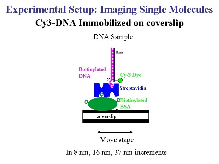 Experimental Setup: Imaging Single Molecules Cy 3 -DNA Immobilized on coverslip DNA Sample 18