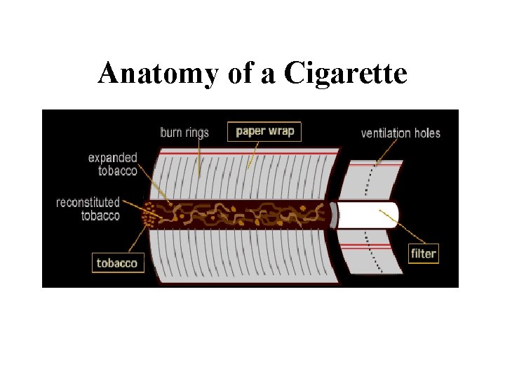 Anatomy of a Cigarette 