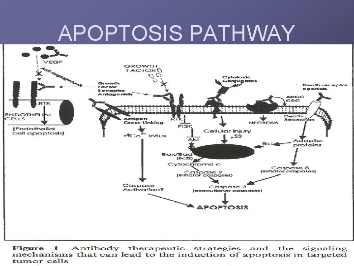 APOPTOSIS PATHWAY 
