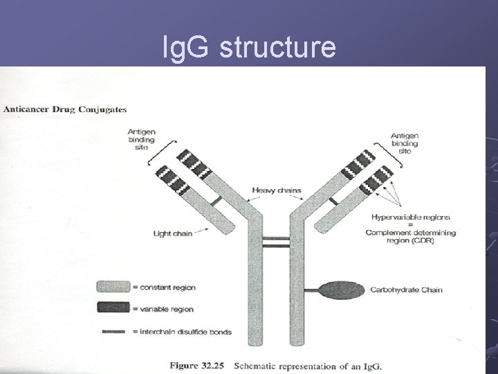 Ig. G structure 