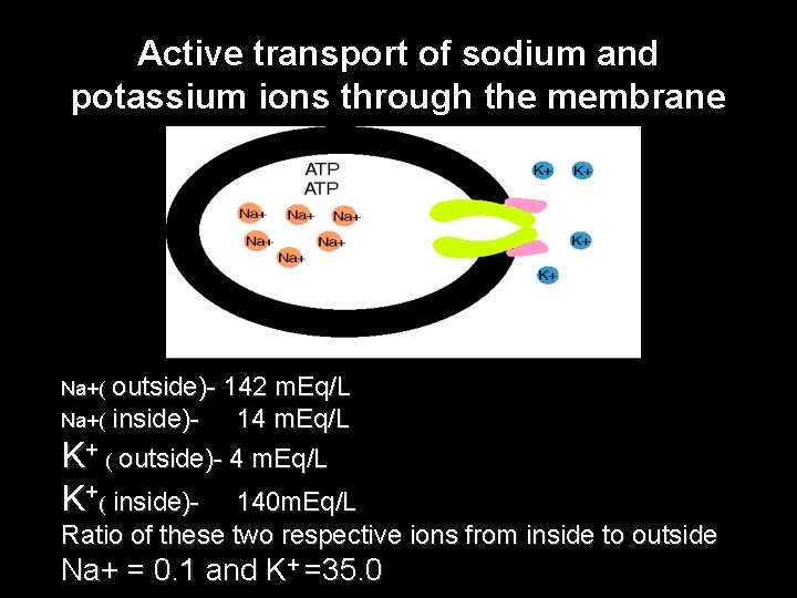 Active transport of sodium and potassium ions through the membrane outside)- 142 m. Eq/L