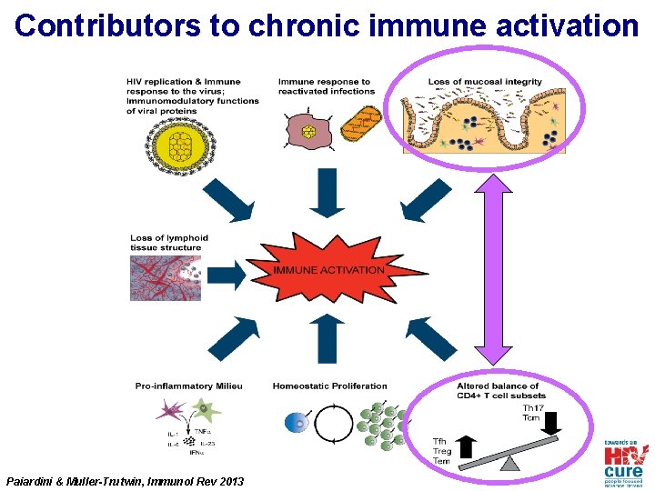 Contributors to chronic immune activation Paiardini & Muller-Trutwin, Immunol Rev 2013 