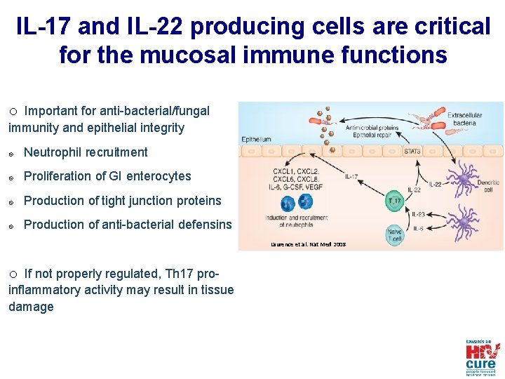 IL-17 and IL-22 producing cells are critical for the mucosal immune functions o Important