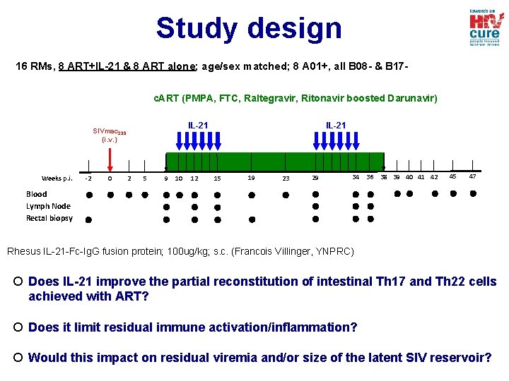 Study design 16 RMs, 8 ART+IL-21 & 8 ART alone; age/sex matched; 8 A