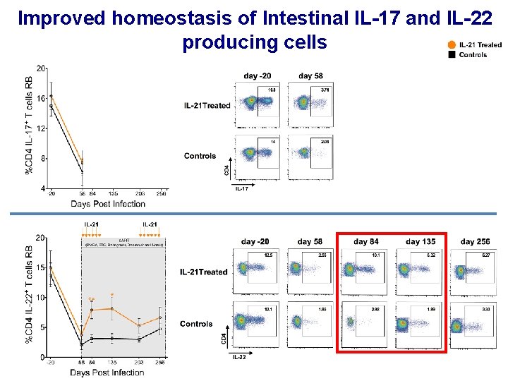 Improved homeostasis of Intestinal IL-17 and IL-22 producing cells 