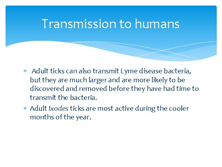 Transmission to humans Adult ticks can also transmit Lyme disease bacteria, but they are