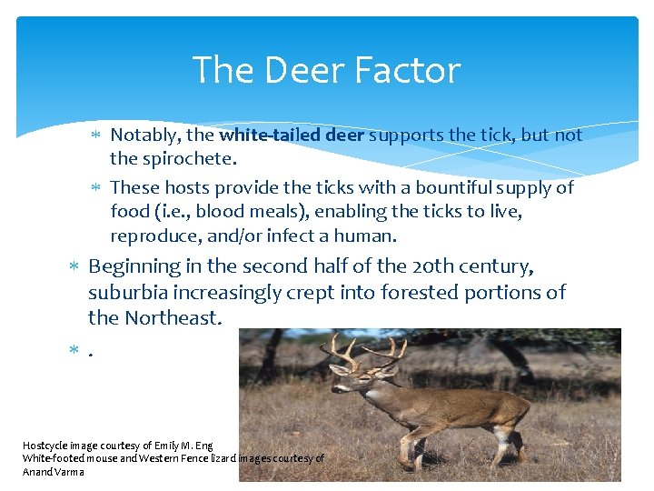 The Deer Factor Notably, the white-tailed deer supports the tick, but not the spirochete.