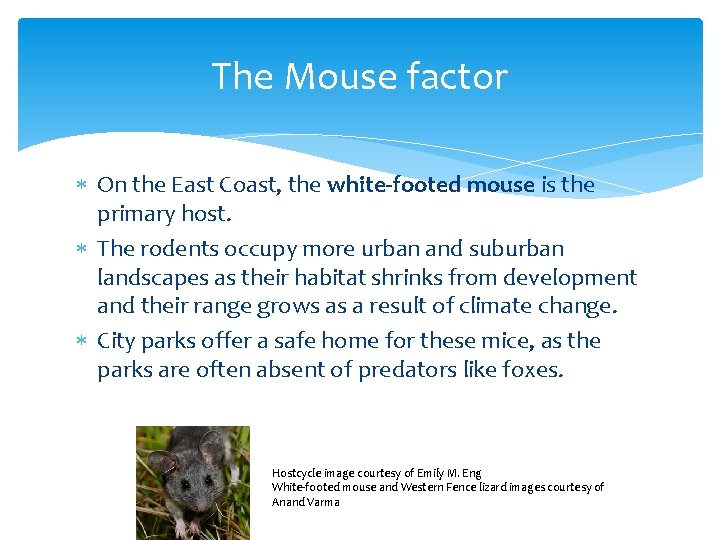 The Mouse factor On the East Coast, the white-footed mouse is the primary host.