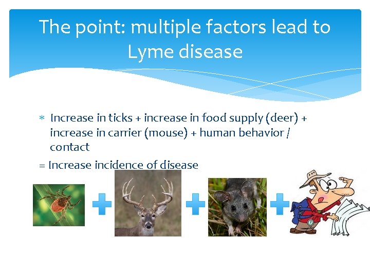The point: multiple factors lead to Lyme disease Increase in ticks + increase in